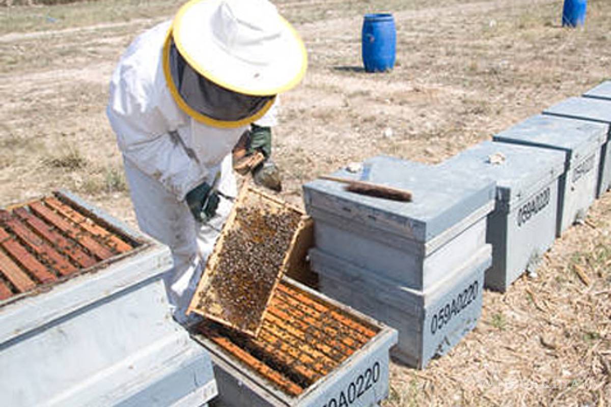 Polen transgénico y abejas, mundos incompatibles