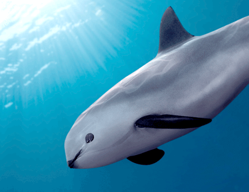 México suspende captura de la vaquita marina, único plan del Gobierno para salvarla