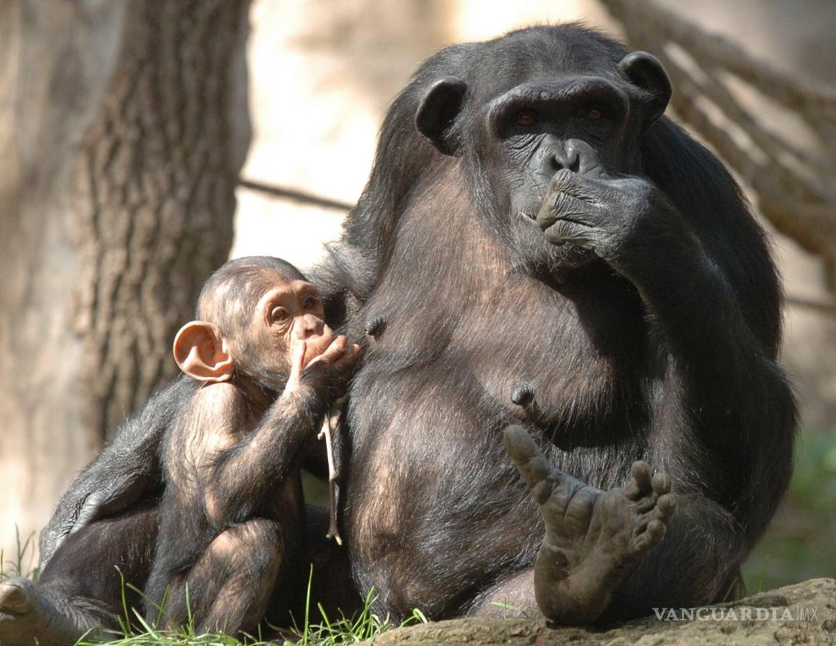 $!Jane Goodall decidió estudiar los chimpancés para intentar comprender mejor la evolución humana.