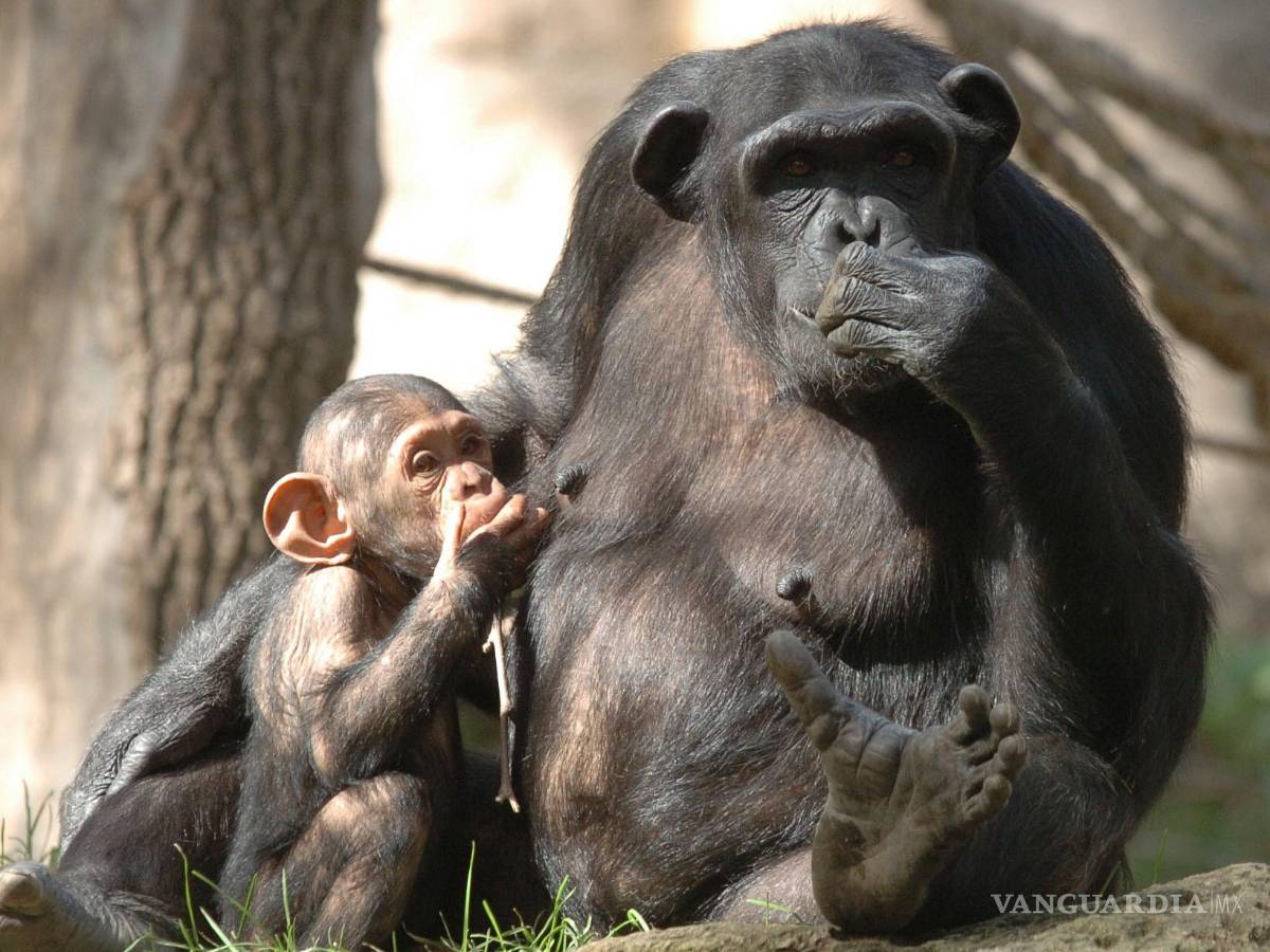 $!Jane Goodall decidió estudiar los chimpancés para intentar comprender mejor la evolución humana.