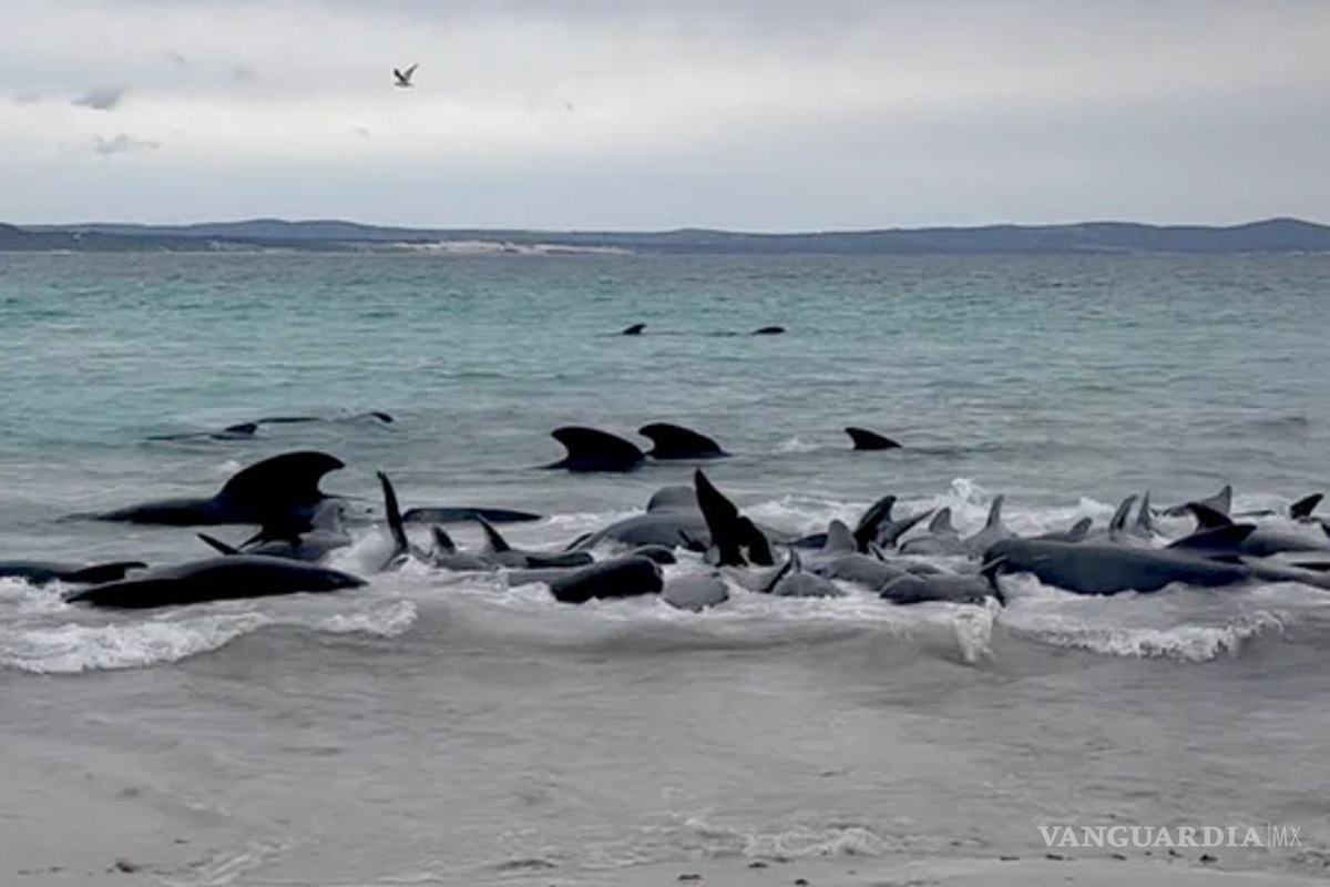 No sobrevivió ninguna de las 97 ballenas que quedaron varadas en una playa de Australia