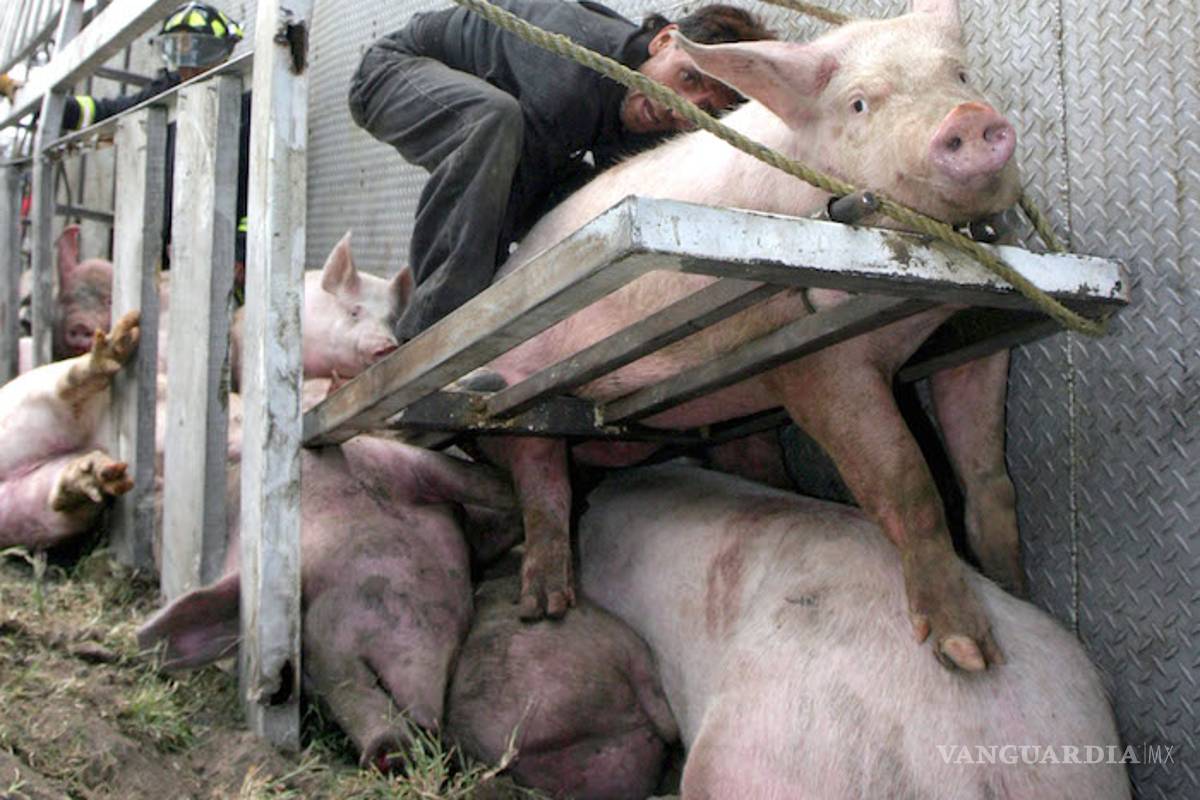 Rastros en México violan las leyes de matanza y usan técnicas de dolor extremo: ONGs