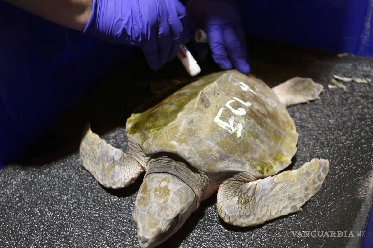 Casi mil tortugas se recuperan de la ola de frío que las congeló en Florida