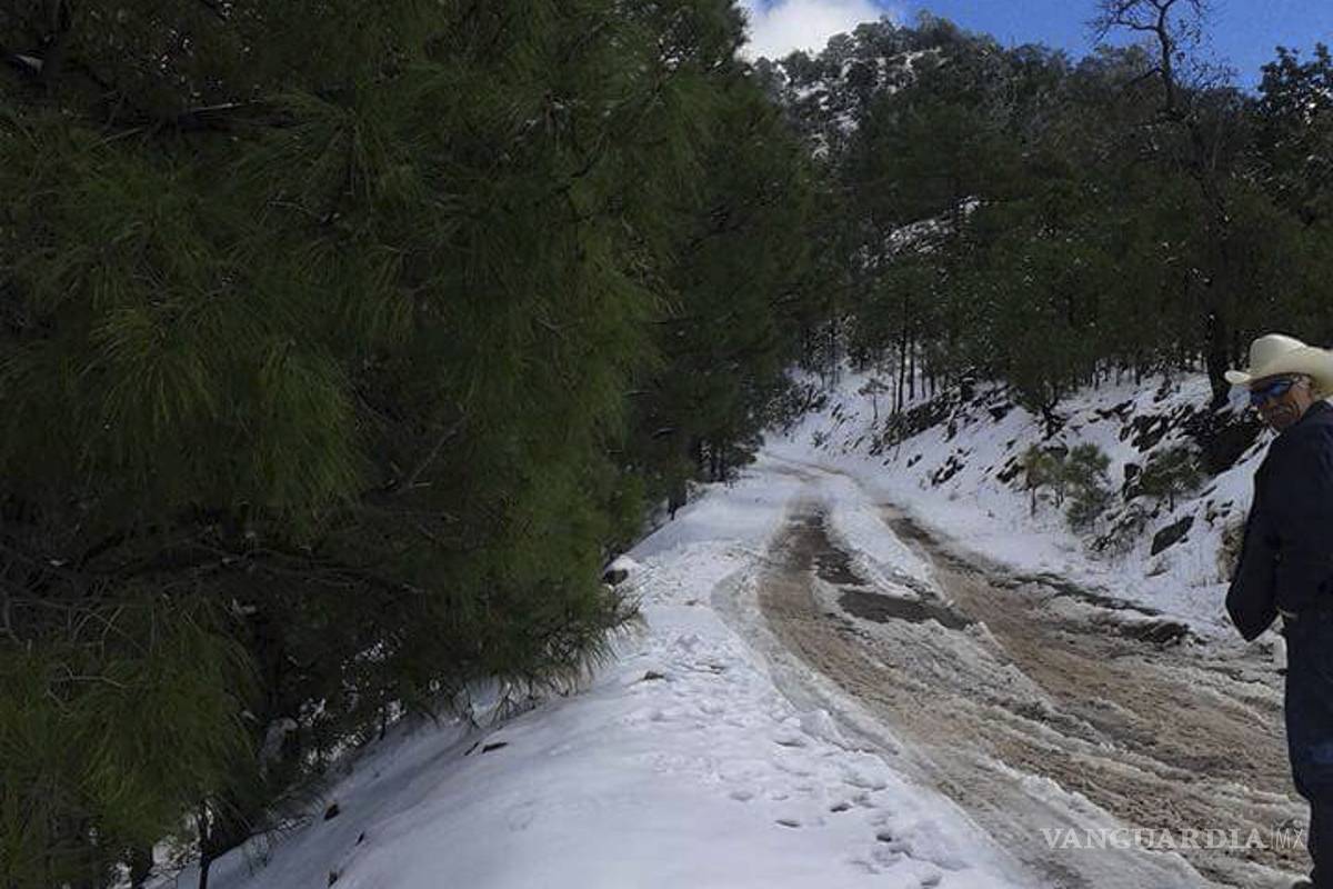 Heladas afectan a 10 mil hectáreas de cultivos en Sonora