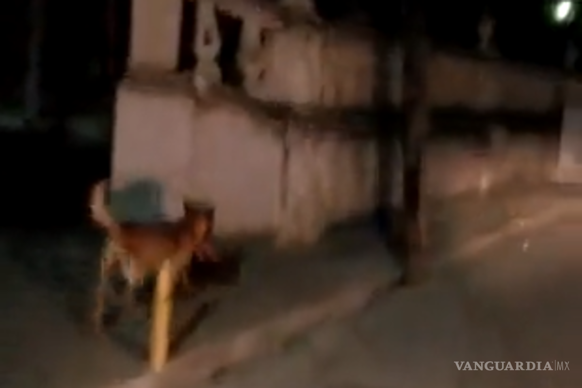 Recuperan cabeza humana que perro paseaba en Monte Escobedo, Zacatecas