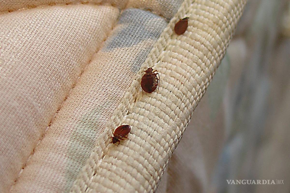 Temporada de chinches 2025: Todo lo que necesitas saber para proteger tu hogar