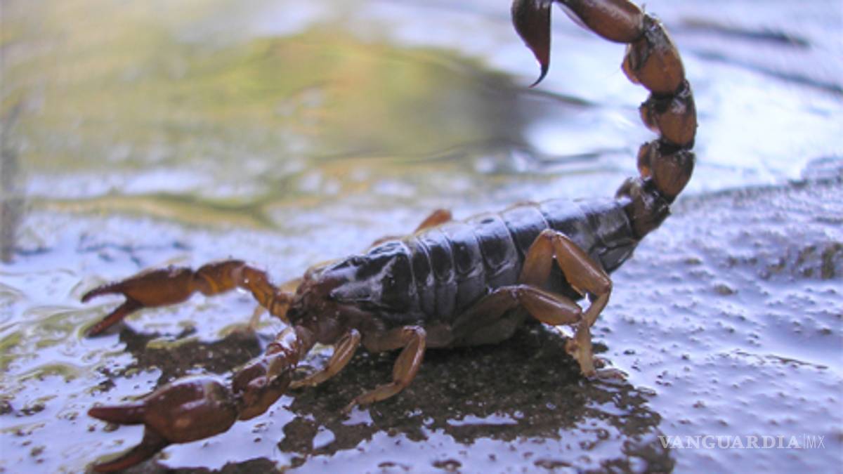 Veneno de escorpión mejora al 90% de pacientes con cáncer: DIF Matamoros, Coahuila