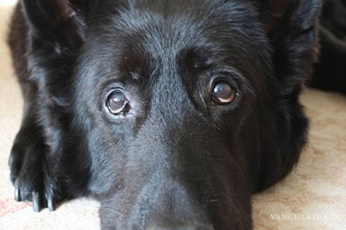 El perro de Harry Potter busca quien lo adopte