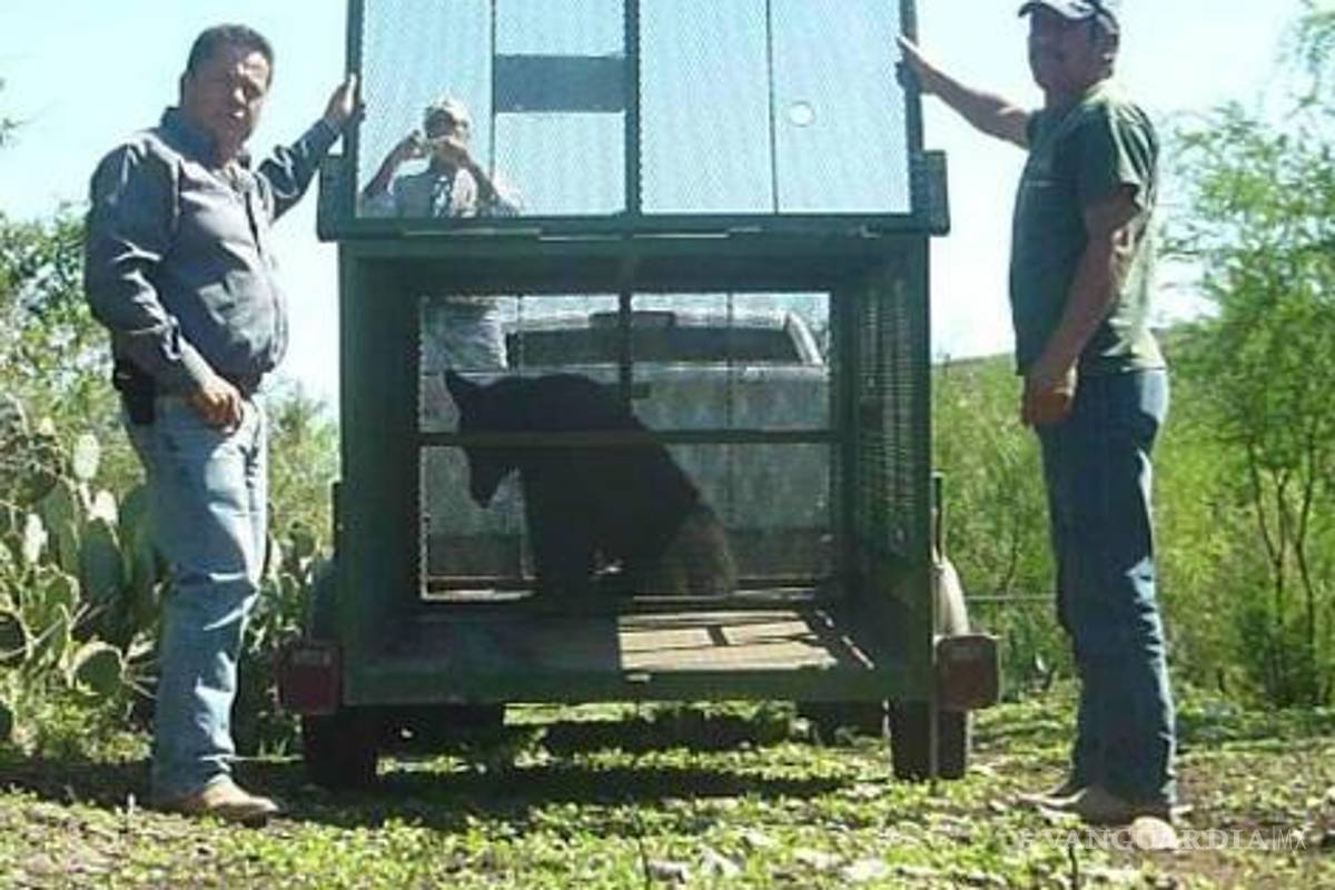 Liberan a osezna torturada, responsables pagarán multa