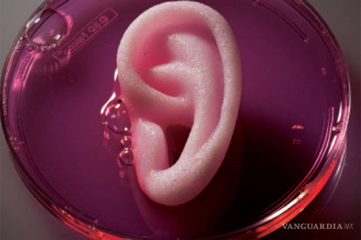 El "cultivo" de órganos remplazará al trasplante, vaticina especialista