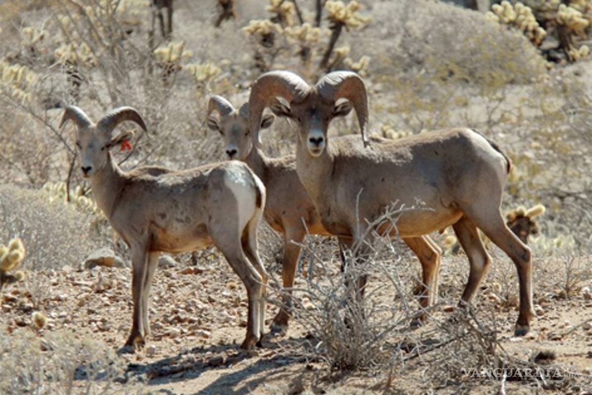 Se recupera población de cimarrón en Sonora