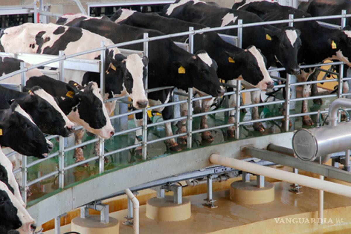 Productores de leche quiebran en La Laguna