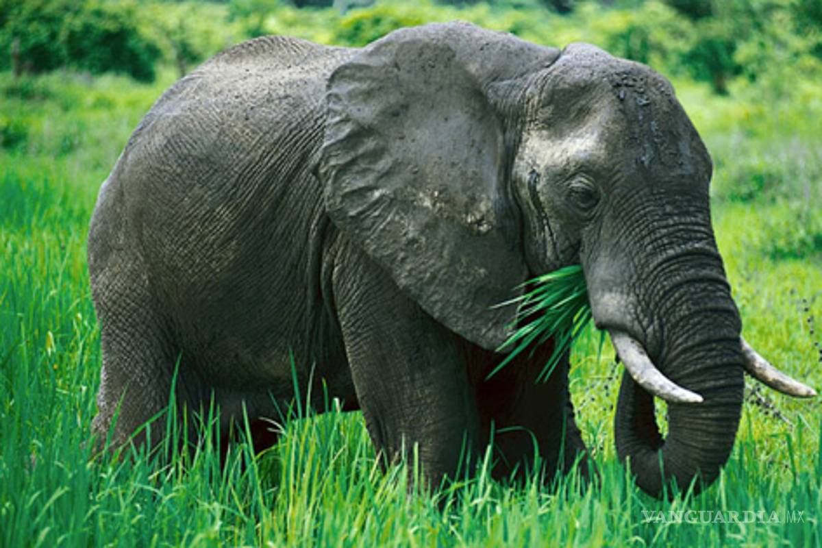 Carne de elefante para acabar con el hambre en las cárceles