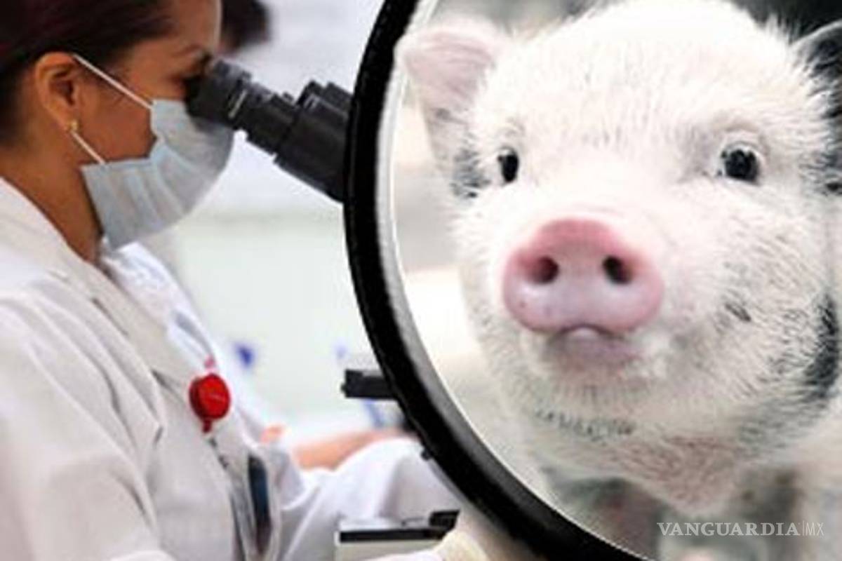 Organos de cerdo transgénico se usarían en transplantes