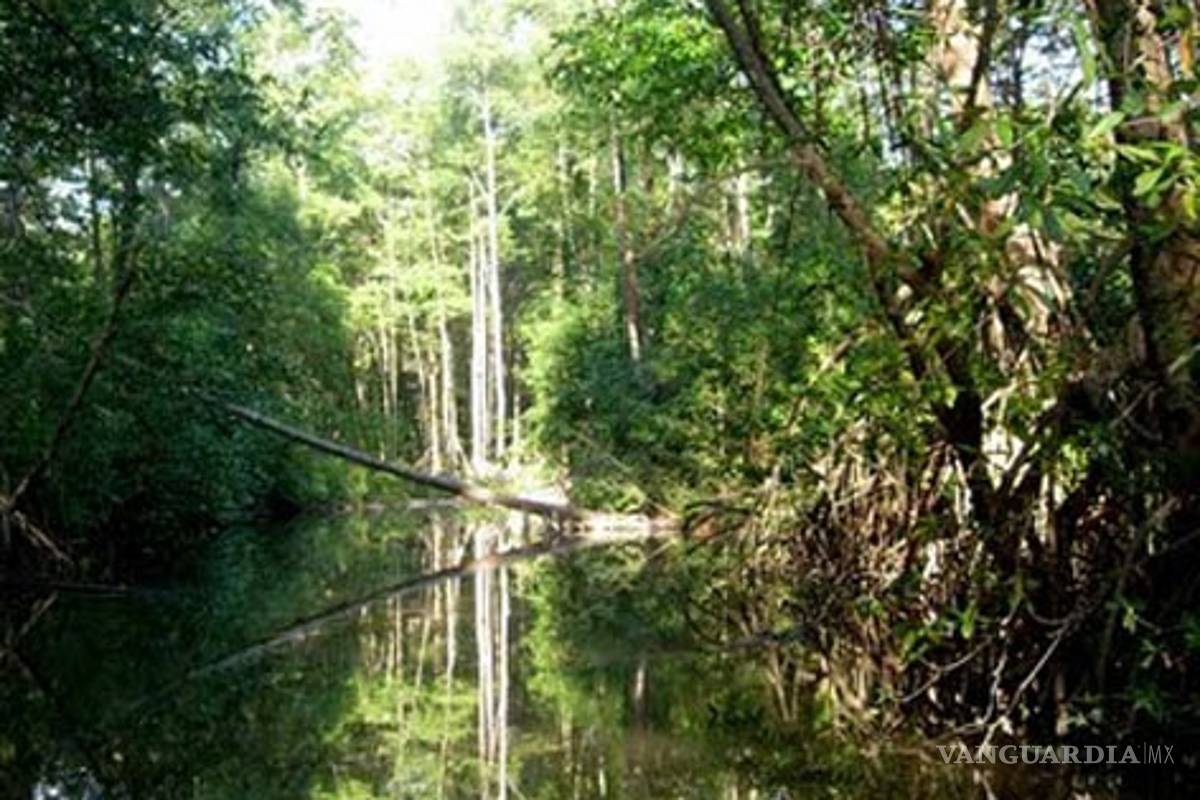 Alertan sobre pérdida de manglares en Veracruz