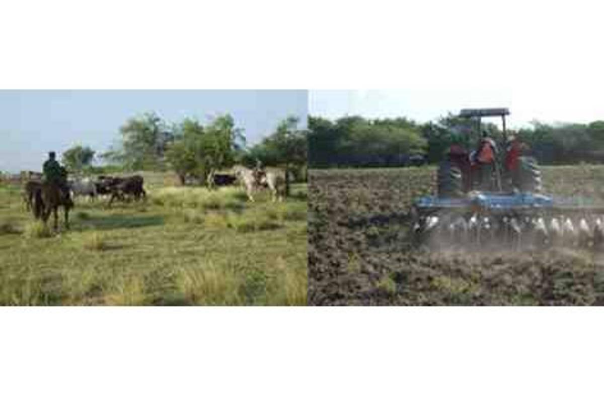 Sedena cuenta con "granjas militares" para la producción de alimentos