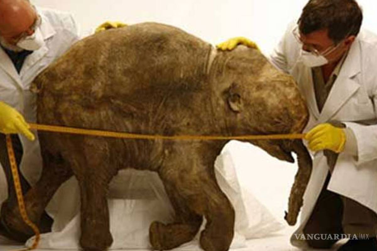 Un paso gigante de la ciencia: alistan clonación de mamut