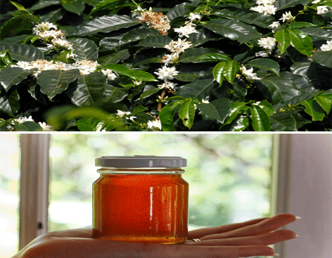 Miel con esencia de café