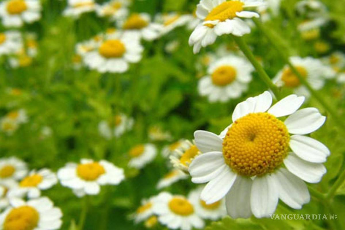 En peligro uso de plantas medicinales mexicanas