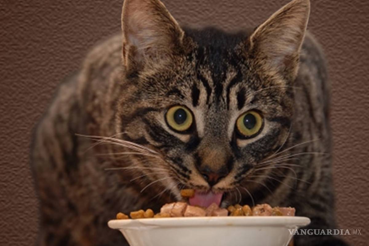 Estudio revela el gusto alimenticio de los gatos