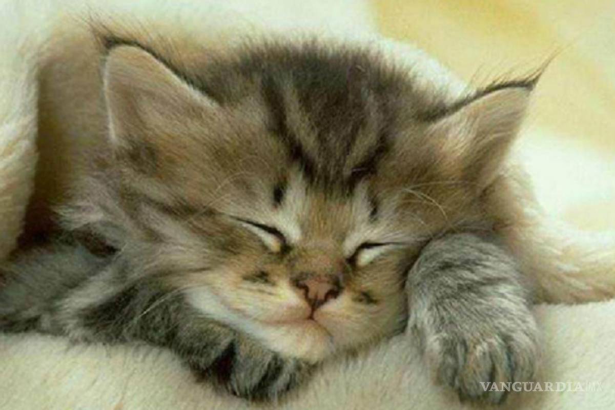 Conoce la sexualidad de tu gato