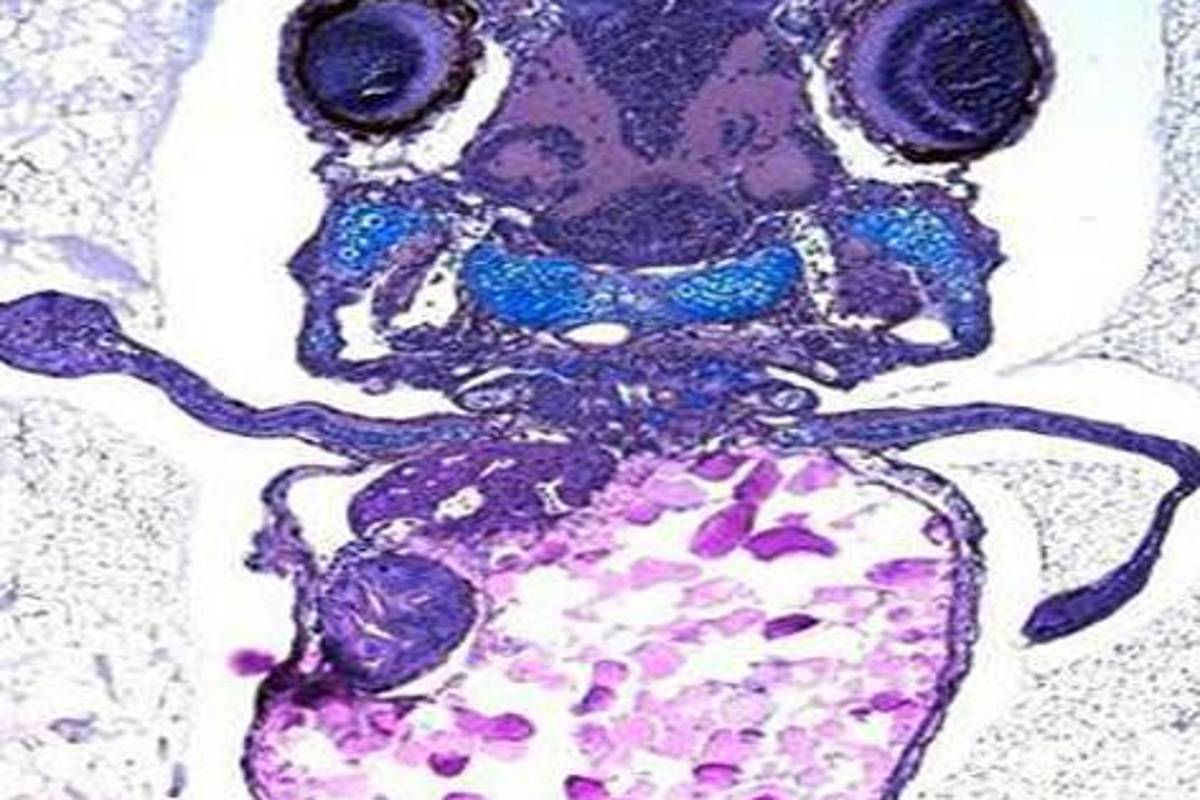 Descubren gen de la evolución