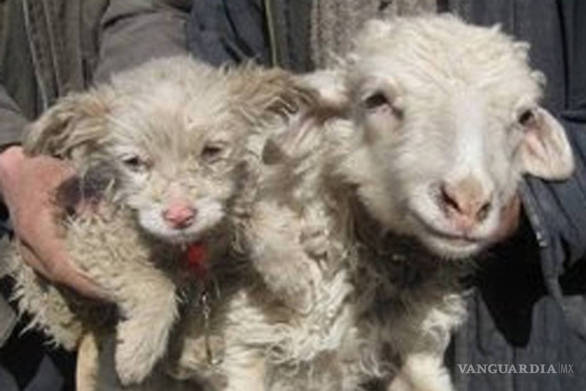 Borrego da a luz...¿a perro?