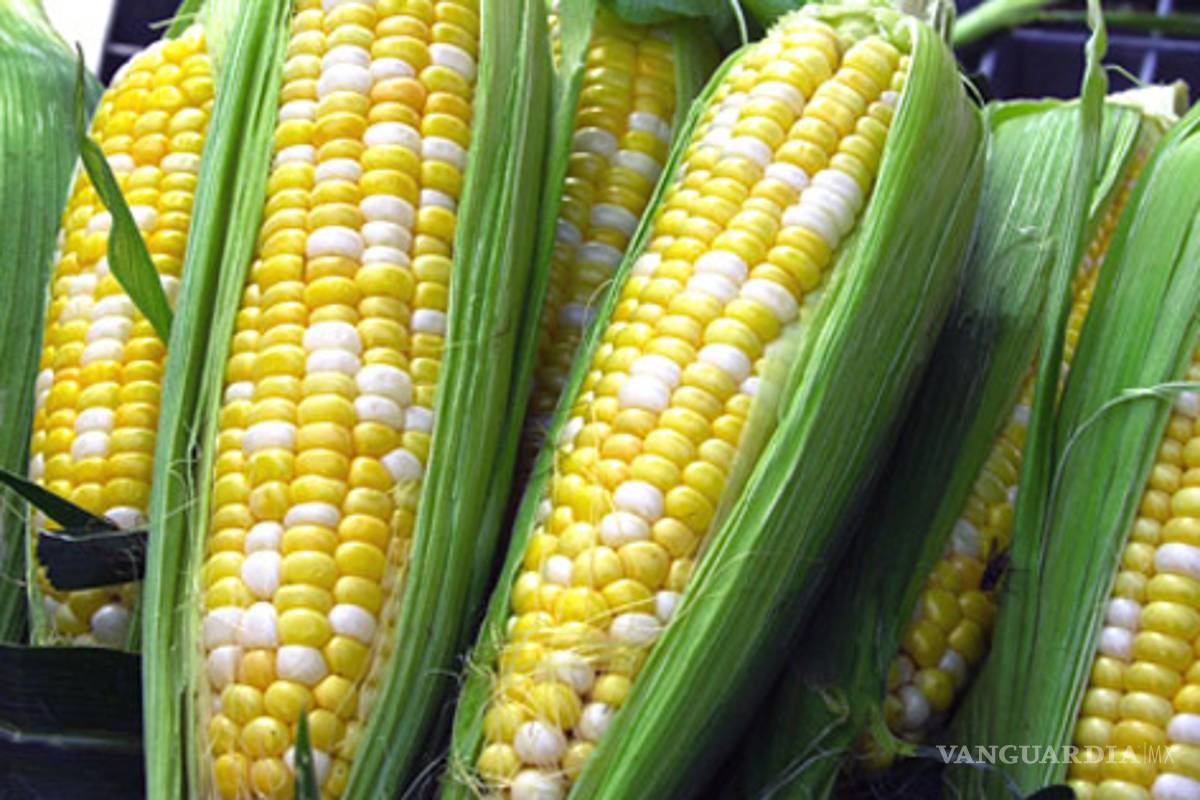 Los científicos chocan contra las trasnacionales por maíz transgénico