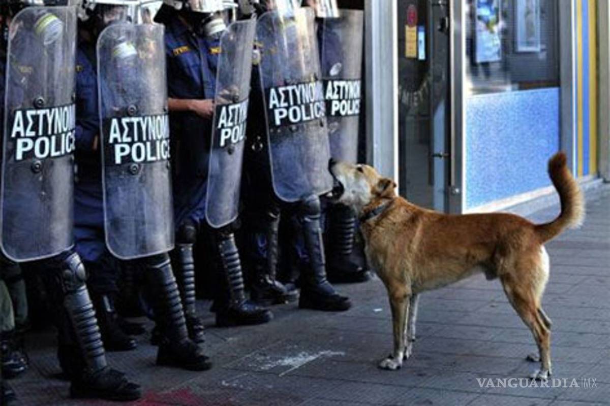 Lukanikos, el perro anarquista que protesta en Grecia