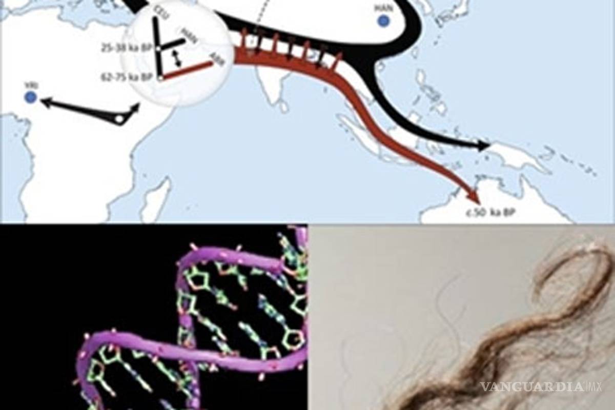 Mechón de cabello da nuevas teorías de migración humana