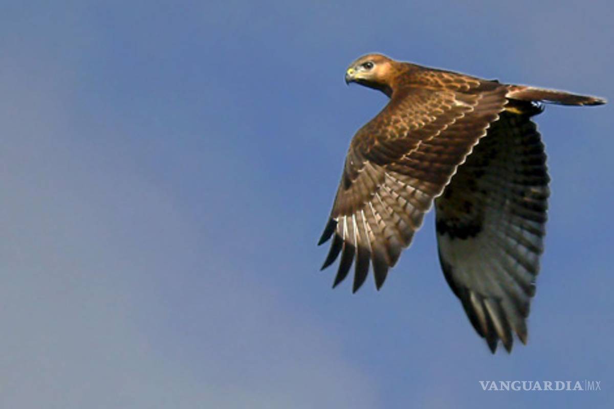 Aves migratorias, viajes de futuro incierto