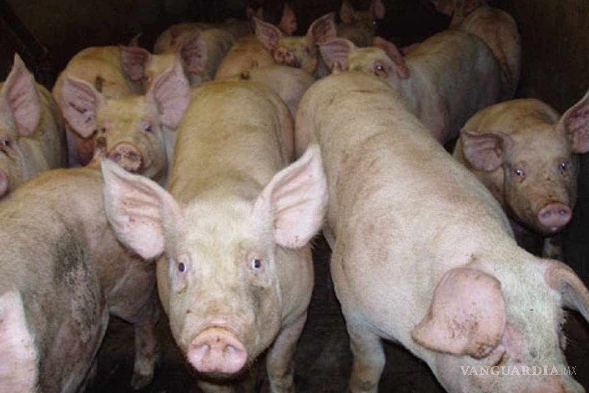 Lo arrestan por usar imagen del presidente de Uganda para alimentar puercos