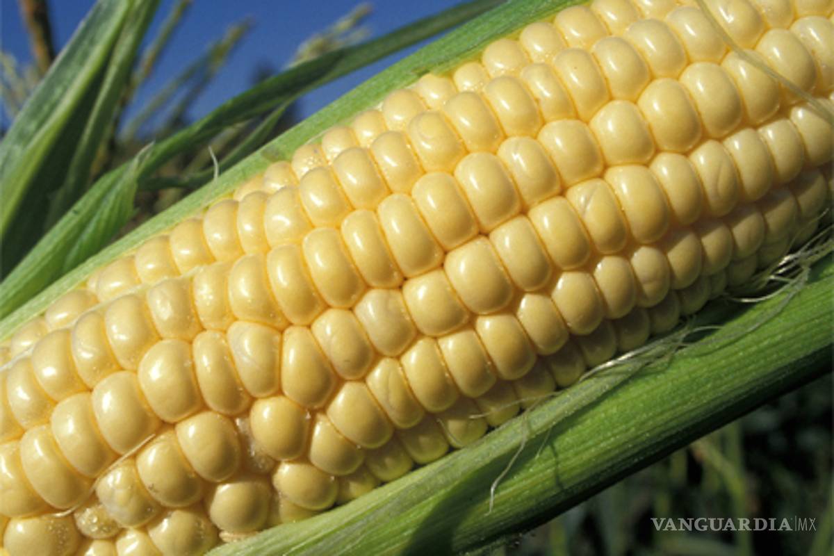 Multinacionales ya pueden sembrar maíz transgénico