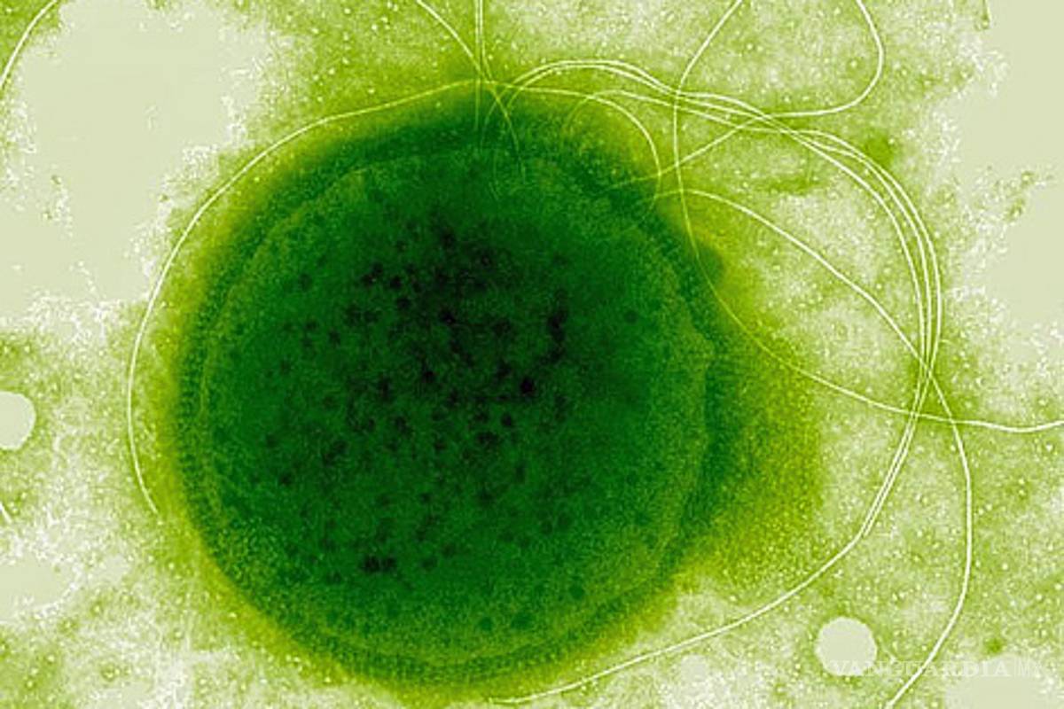 Extremófilos: Lo que sobrevive donde nada podría