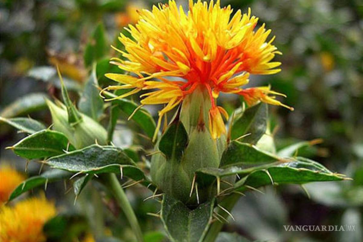Desarrollan semilla de cártamo resistente a sequía