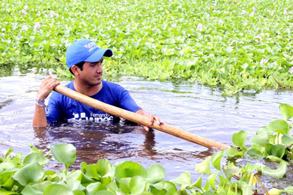 Emplean lirio acuático para obtener insumos agrícolas y combustibles