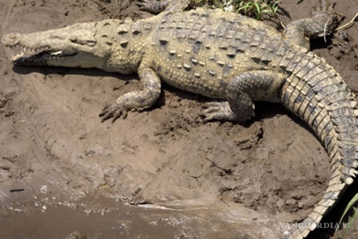 Cocodrilo causa accidente áereo en el Congo