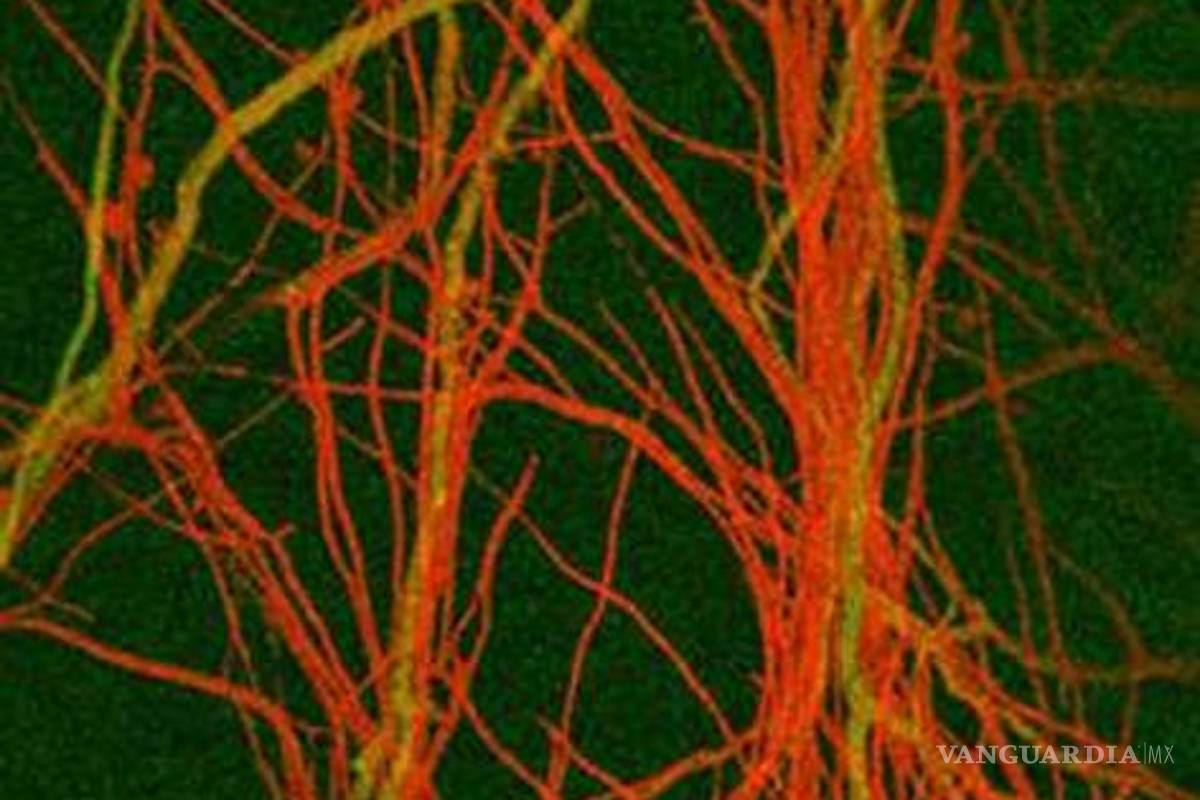 Heridas activan reproducción asexual de hongo