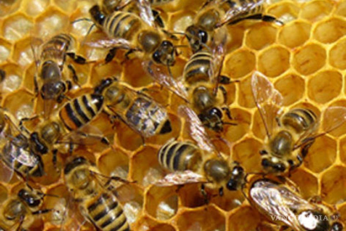 La abeja de la miel británica, al borde de la extinción