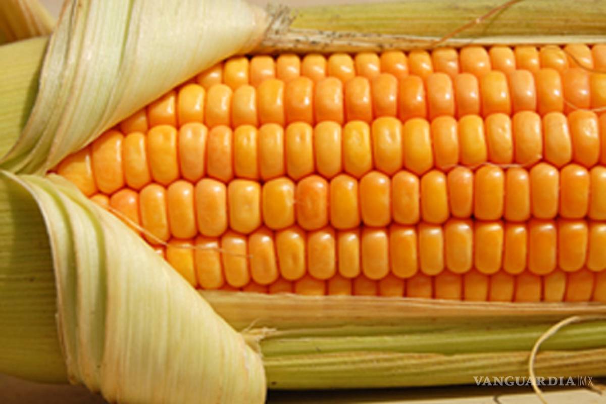 Maíz transgénico de Monsanto ligado a falla masiva de órganos