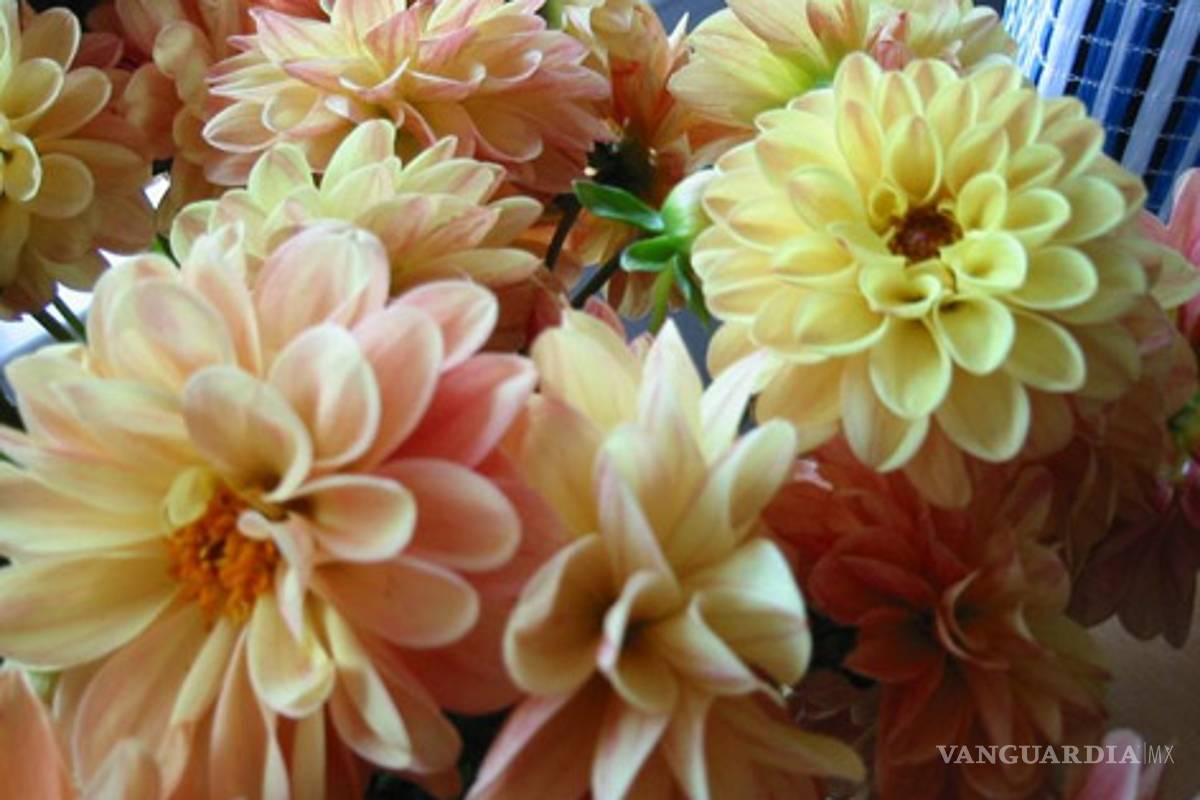 Presentarán cuatro variedades de dalia en UACh