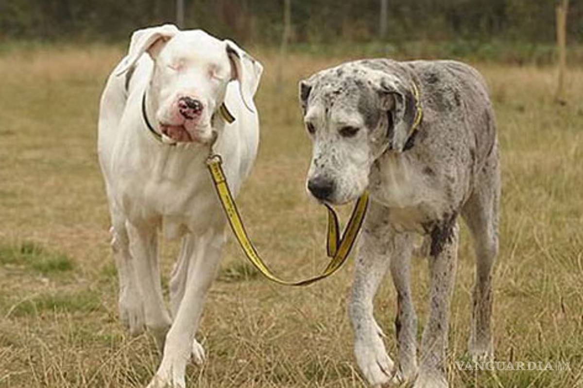 La historia de Lily, la gran danés ciega que vive con la ayuda de otro perrito