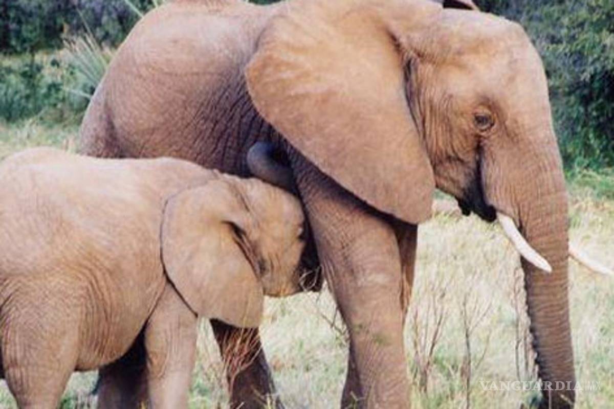 Ola de calor mata a 77 elefantes en Zimbabue