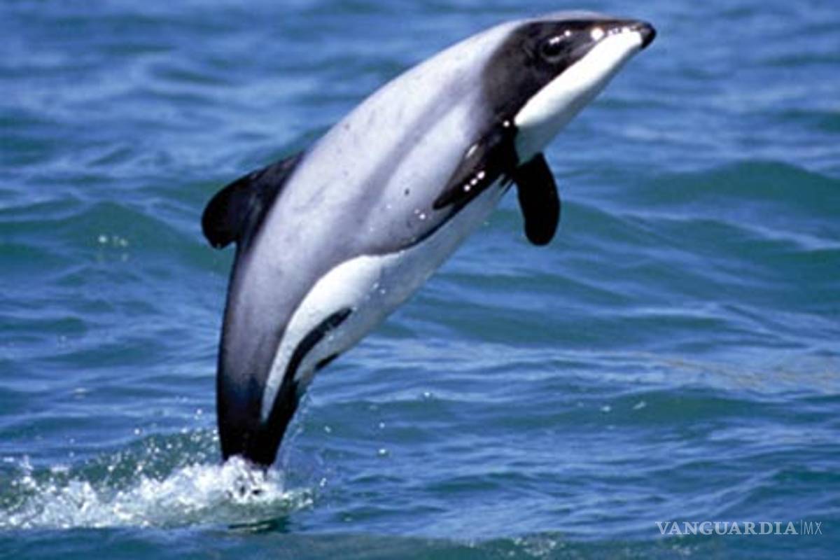 Delfín más raro y pequeño del mundo está en peligro de extinción