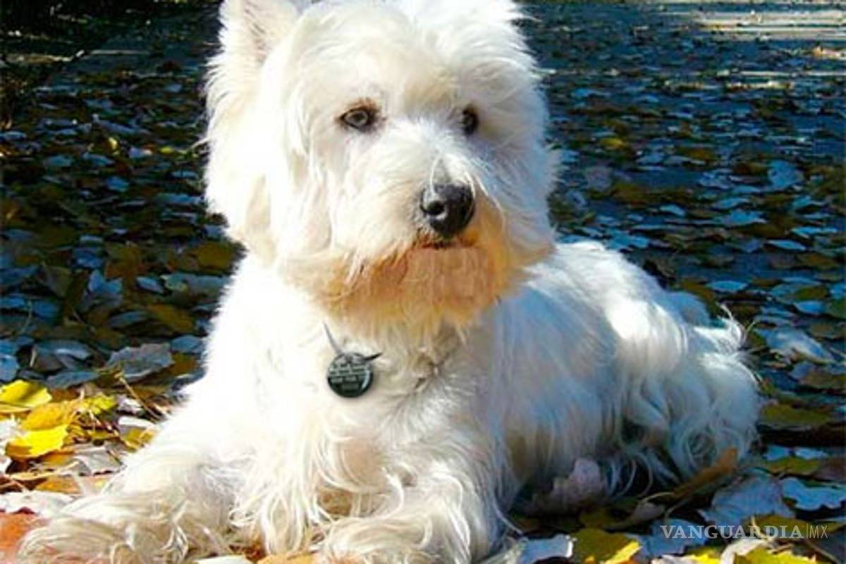 Proponen emplacamiento para mascotas en el DF