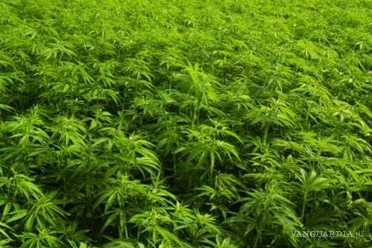Desarrollan marihuana sin los efectos psicóticos