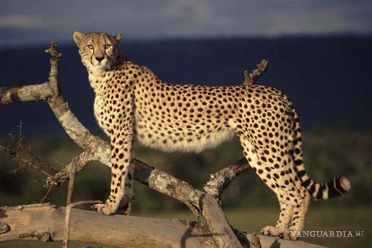 Clonarán animales en extinción