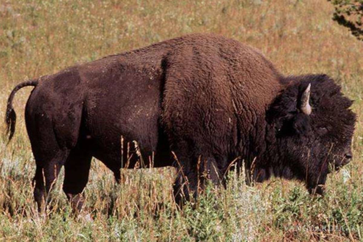 Carne de bisonte se populariza en EU