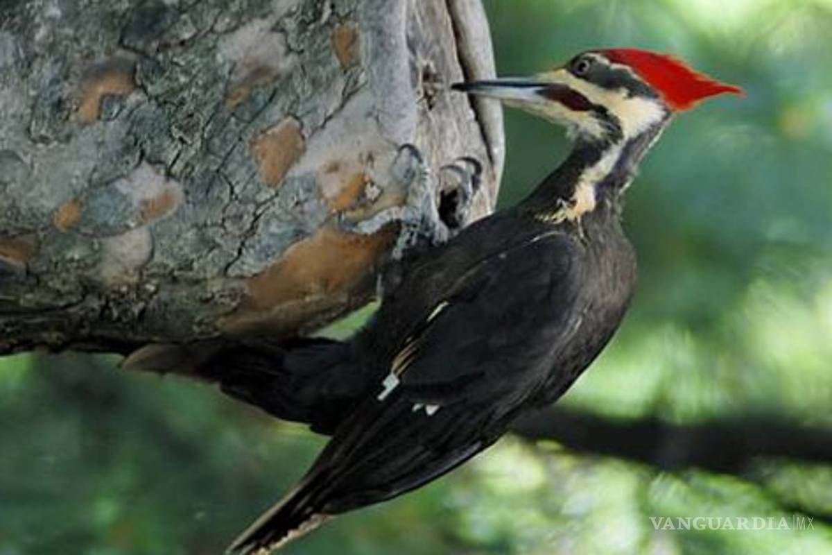 En 50 años se extinguió 2% de especies vegetales y animales en México: INE