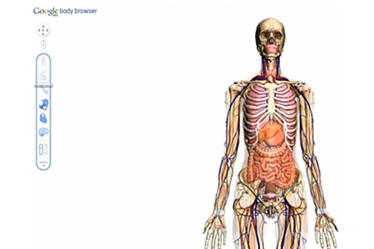 Google lanza mapa digital 3D del cuerpo humano, sólo para Chrome